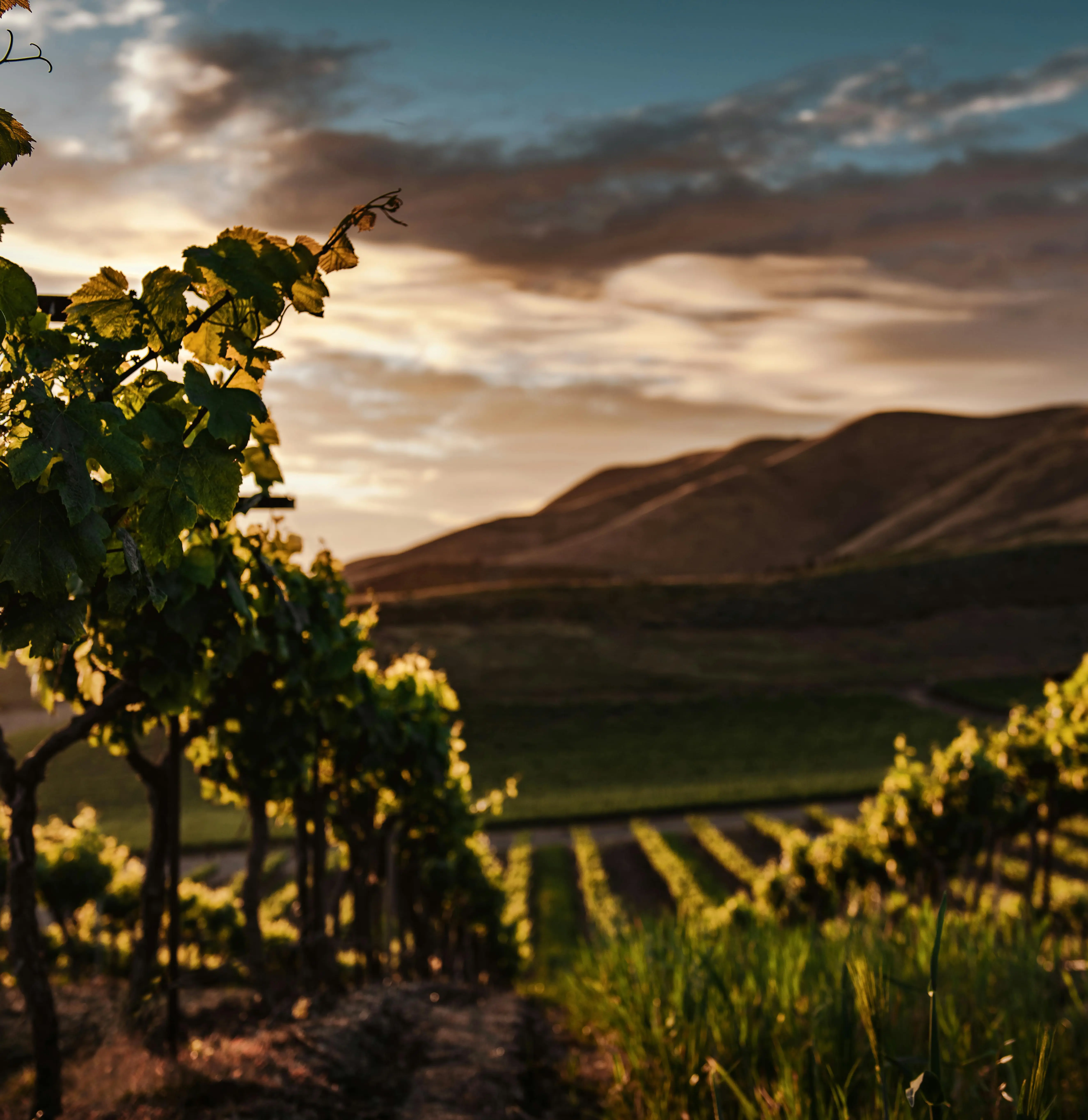 Degustación de asado y vino en Mendoza: