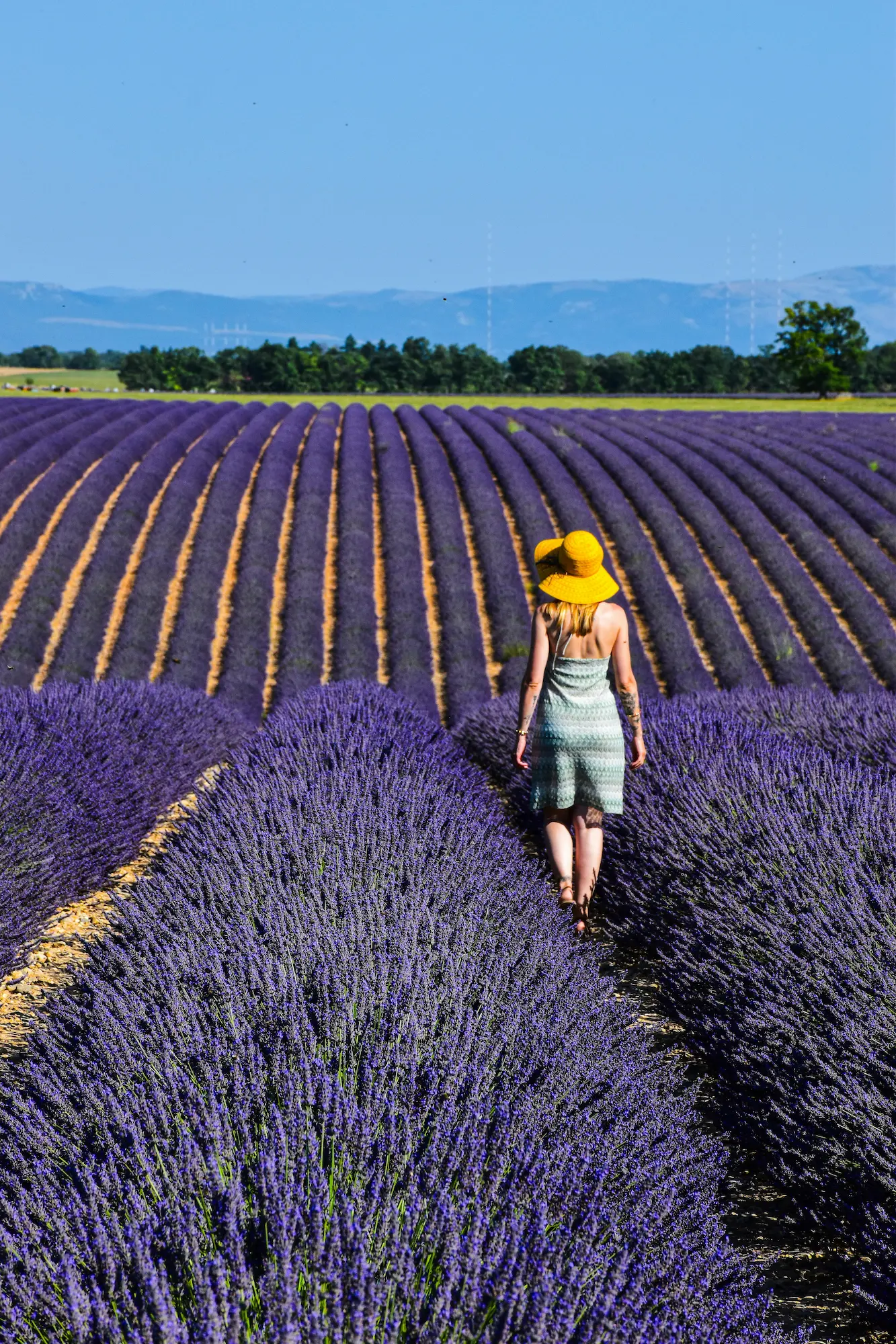 Campos de Lavanda en Provenza: