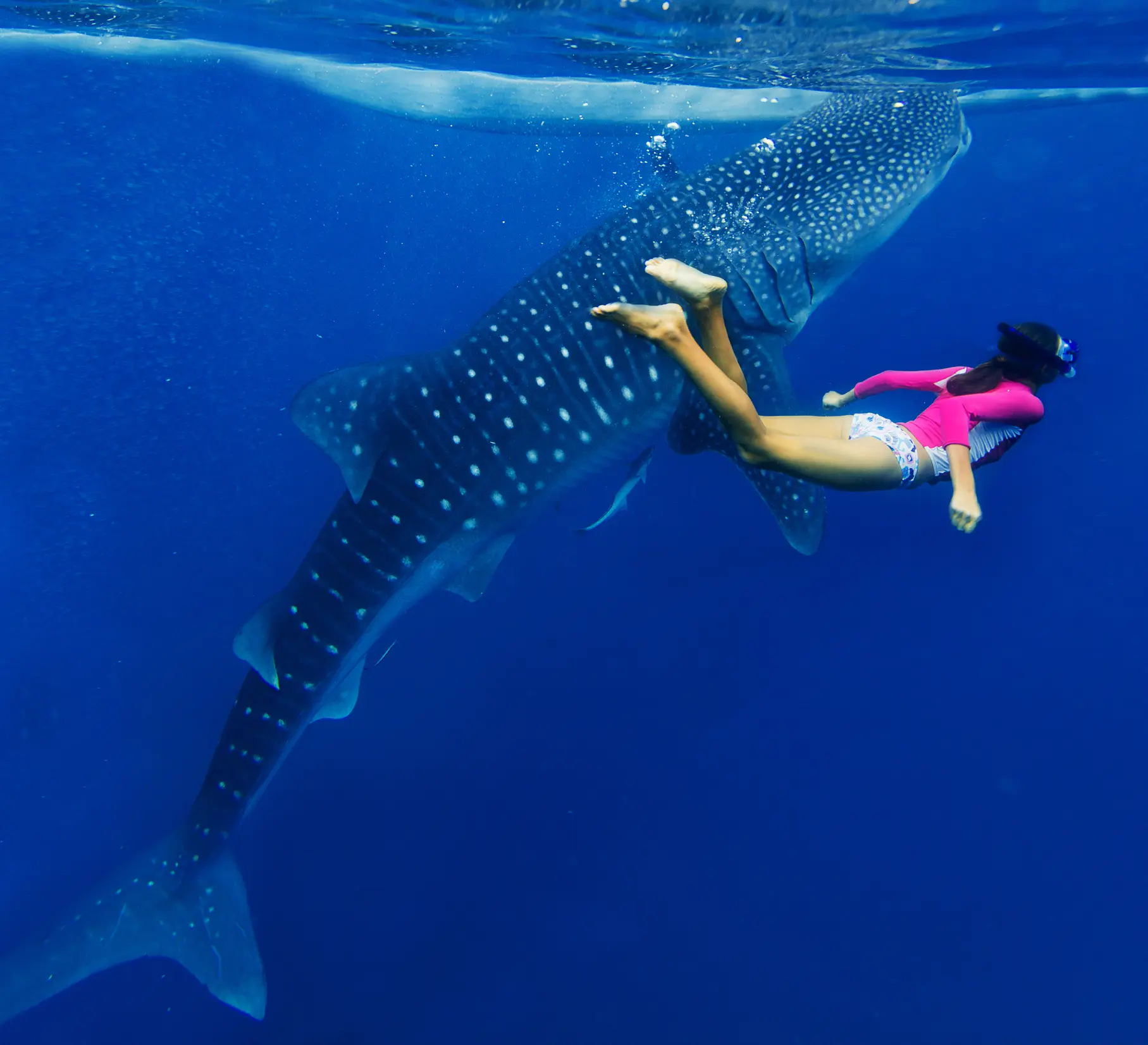 Snorkel en un arrecife de coral: