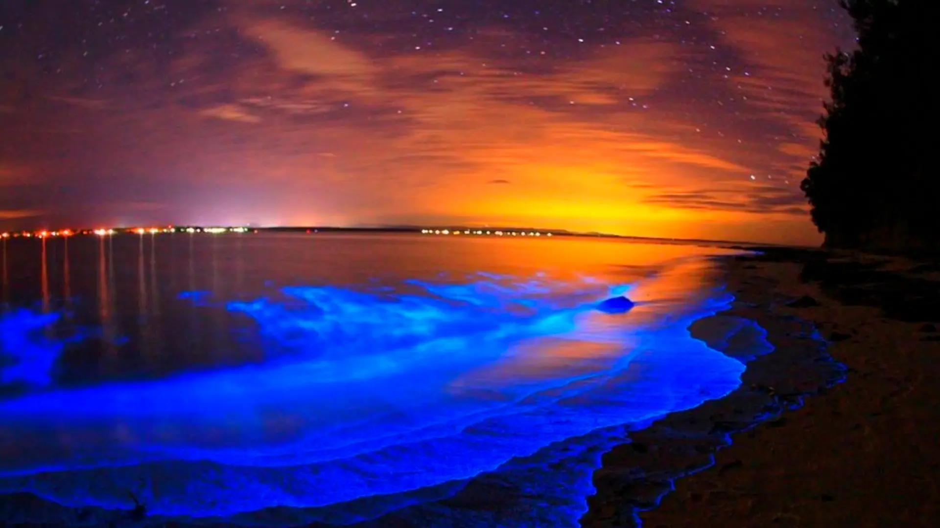 Vieques: Hogar de playas prístinas y la famosa bahía bioluminiscente.