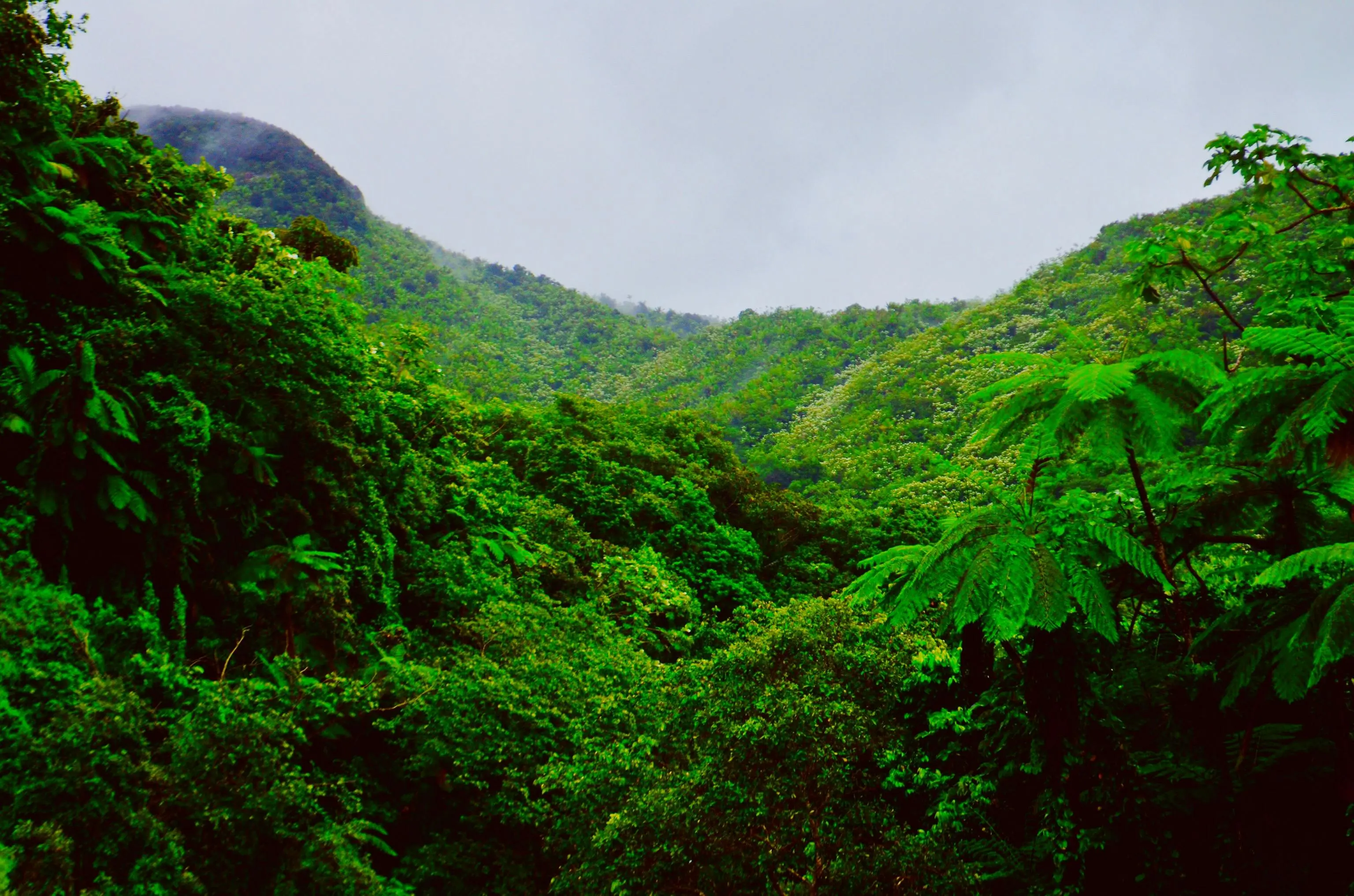 El Yunque: Único bosque tropical de USA.